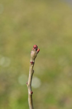 Tomurcuklu Hawthorn şubesi - Latince adı - Crataegus laevigata