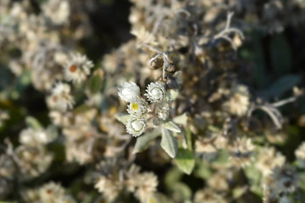 Everlasting Summer Snow Flowers Seed Heads Latin Name Anaphalis Triplinervis — Stock Photo, Image