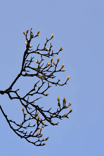 Магнолія Квітковими Бруньками Проти Блакитної Назви Неба Magnolia Soulangeana — стокове фото
