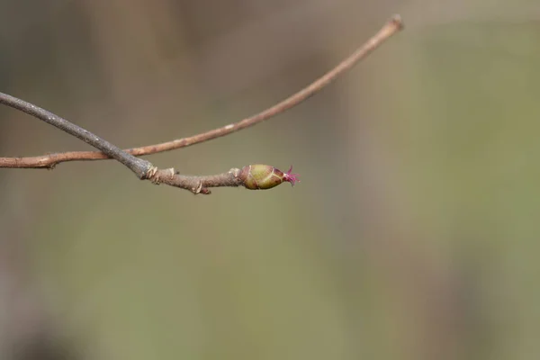 Ořechová Větev Květem Latinský Název Corylus Avellana — Stock fotografie