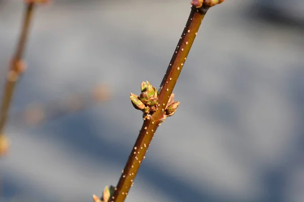Weeping Forsythia Branch Buds Latin Name Forsythia Suspensa — Stock Photo, Image