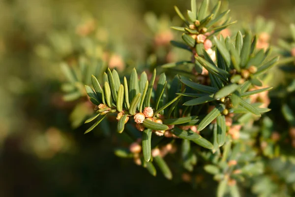 Japanese Yew Shrub Branch Flowers Latin Name Taxus Cuspidata Var — Stock Photo, Image