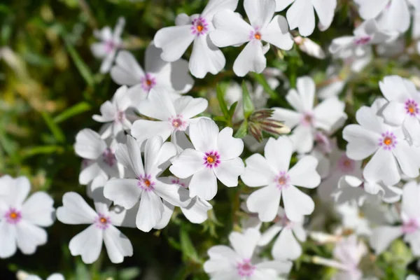 Amazing Grace Creeping Phlox Flowers Latin Name Phlox Subulata Amazing — Stock Photo, Image