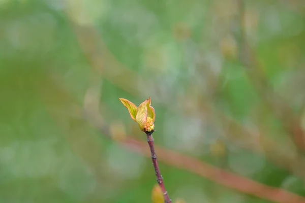 Silver Gold Red Osier Dogwood Branch New Leaves Flower Buds — Stock Photo, Image