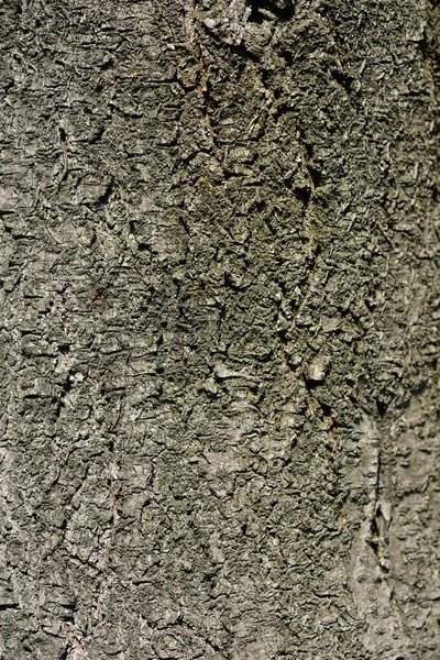 Purple Leaved Plum Tree Bark Detail Latin Name Prunus Cerasifera — Stock Photo, Image