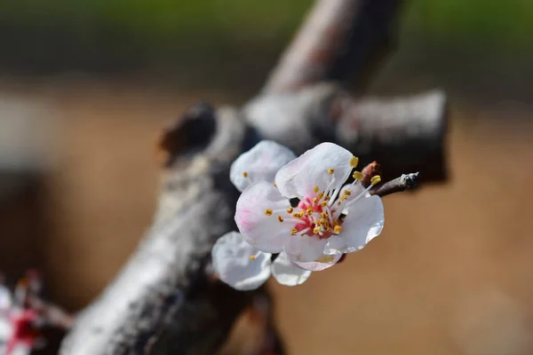 Abricot Albicocco Branche Vitillo Avec Fleur Nom Latin Prunus Armeniaca — Photo