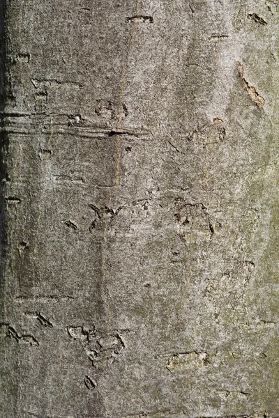 Obecný Detail Kůry Klaksonu Latinský Název Carpinus Betulus — Stock fotografie