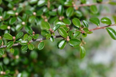 Çiçek tomurcukları olan Bearberry cotoneaster dalı - Latince adı - Cotoneaster dammeri