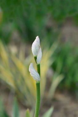 Güney Adriyatik Iris çiçek tomurcukları - Latince adı - Iris psödopallida