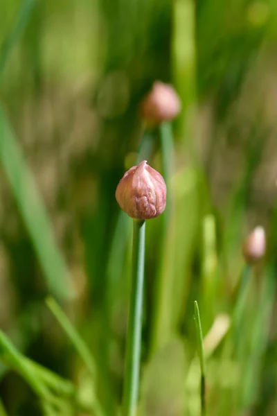 Bourgeon Fleur Ciboulette Nom Latin Allium Schoenoprasum — Photo