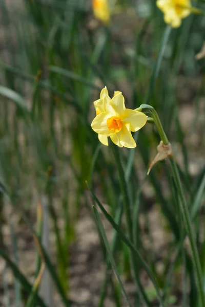 Gema Escarlate Flores Daffodil Nome Latino Gema Escarlate Narcissus — Fotografia de Stock