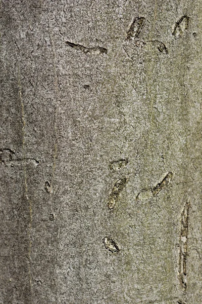 Общие Детали Коры Рога Латинское Название Carpinus Betulus — стоковое фото