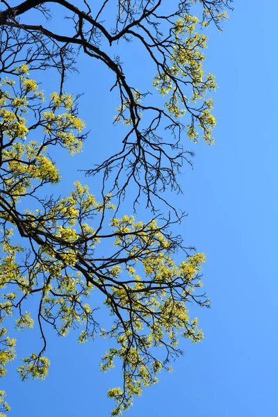 Branches Érable Norvège Avec Des Fleurs Contre Ciel Bleu Nom — Photo