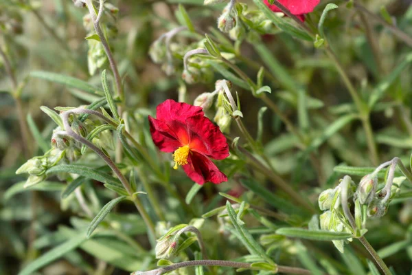 Rockrose Red Orient Květina Latinský Název Helianthemum Nummularium Red Orient — Stock fotografie