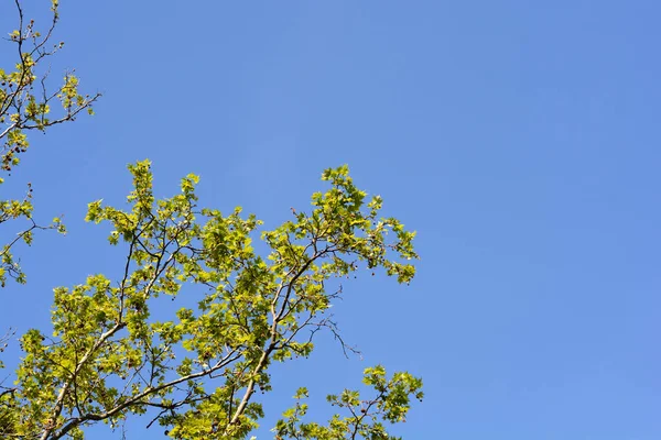 Лондонська Плоска Гілка Листям Насінням Проти Синього Неба Platanus Hispanica — стокове фото