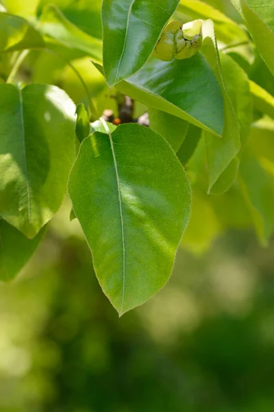緑色の葉を持つ日本の梨の木の枝 ラテン名 Pyrus Pyrifolia — ストック写真