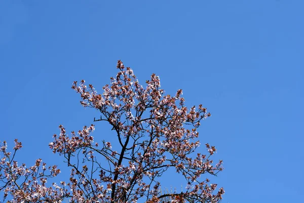 Πορφυρή Δαμασκηνιά Κλαδιά Λουλούδια Κατά Του Γαλάζιου Ουρανού Latin Name — Φωτογραφία Αρχείου