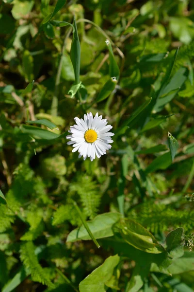 一般的なデイジーの花 ラテン名 ベリスPerennis — ストック写真