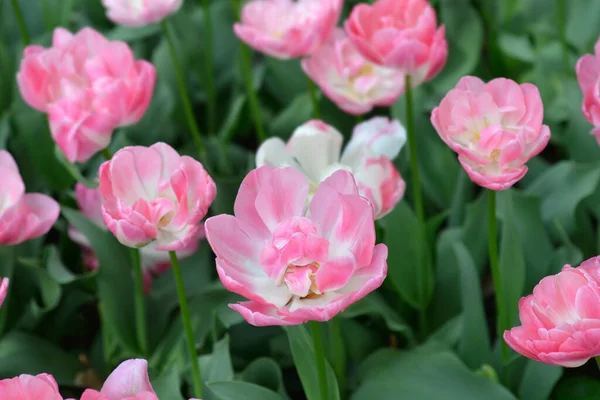 Цветы Tulip Upstar Латинское Название Tulipa Upstar — стоковое фото