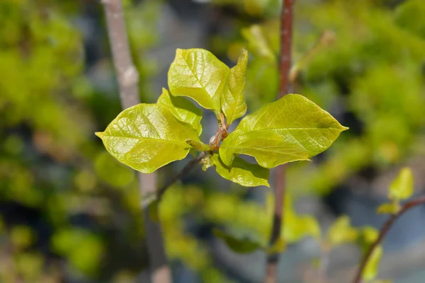 Magnolia Genie Leaves Lateinischer Name Magnolia Genie — Stockfoto