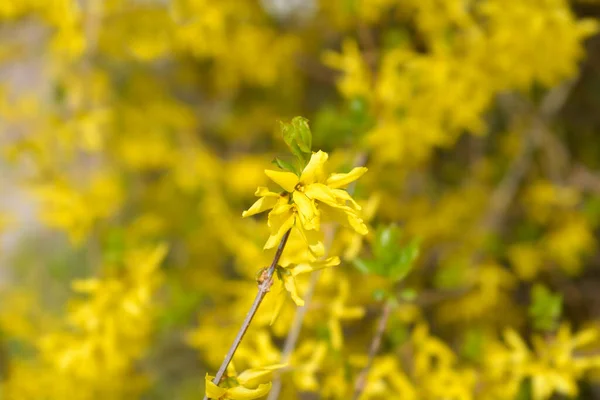 Flores Amarillas Llorando Forsythia Nombre Latino Forsythia Suspensa —  Fotos de Stock