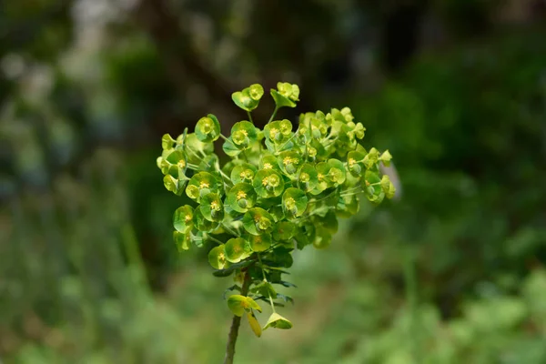 Wulfens Arrojan Flores Nombre Latino Euphorbia Characias Subsp Wulfenii —  Fotos de Stock