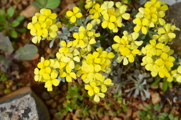 Chorwacka Endemiczna Roślina Żółte Kwiaty Nazwa Łacińska Fibigia Triquetra — Zdjęcie stockowe