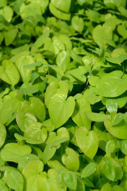 Piskopos şapkası bırakır - Latince adı - Epimedium perralderianum