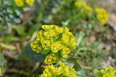 Myrtle çiçekleri - Latince adı - Euphorbia myrsinites