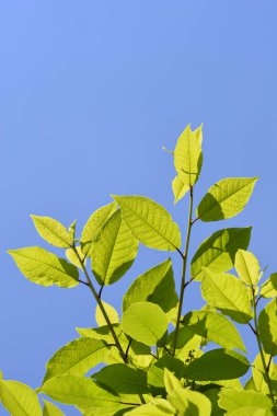 Mavi gökyüzüne karşı yaprakları olan kuş kiraz dalı - Latince adı - Prunus padus