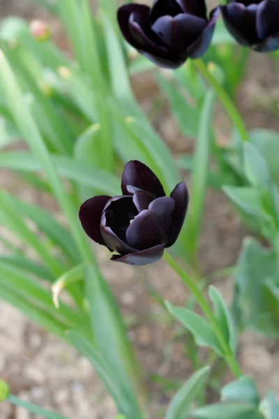 Один Поздний Цветок Тюльпана Queen Night Латинское Название Tulipa Queen — стоковое фото