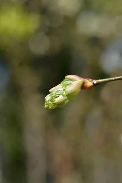 新しい葉を持つ小葉石灰枝 ラテン名 ティリアCordata — ストック写真