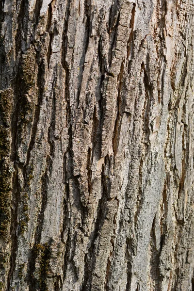 Happy Tree Bark Detail Латинское Название Camptotheca Acuminata — стоковое фото