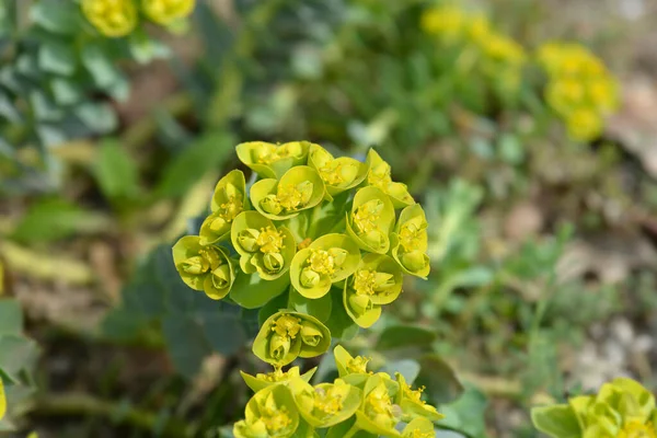 Myrtle Spurge Kwiaty Nazwa Łacińska Euphorbia Myrsinites — Zdjęcie stockowe