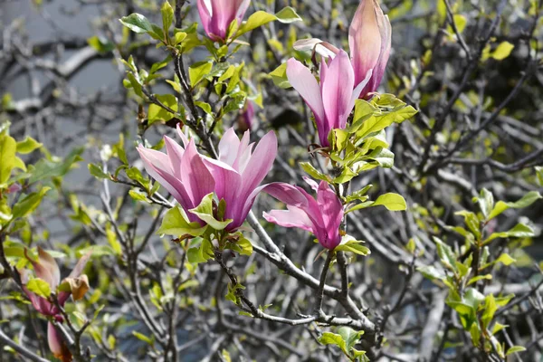 Pembe çiçekli ve yapraklı manolya ağacı dalı - Latince adı - Magnolia x soulangeana