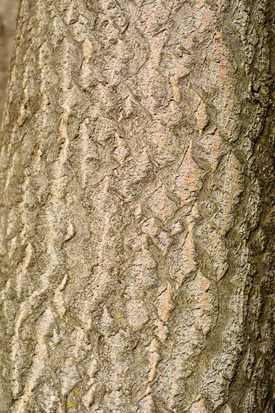 Detalhe Casca Árvore Céu Nome Latino Ailanthus Altissima — Fotografia de Stock