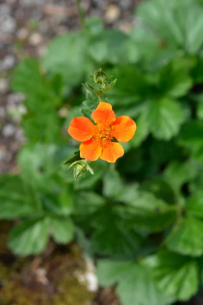Dwarf Orange Avens Flower Латинское Название Geum Coccineum — стоковое фото