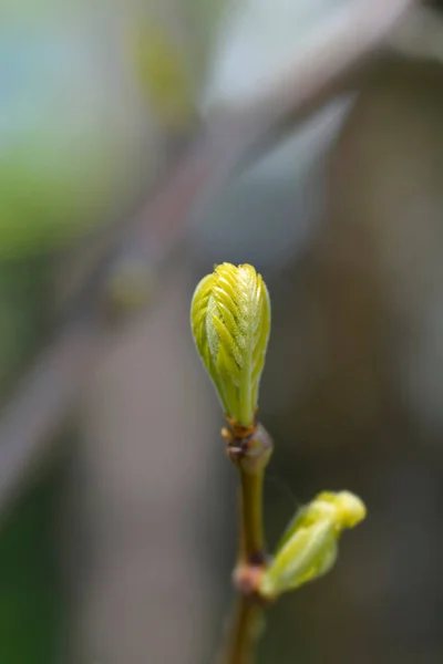 메뚜기 나무의 가지에 새로운 라틴어 Gleditsia Triacanthos Sunburst — 스톡 사진