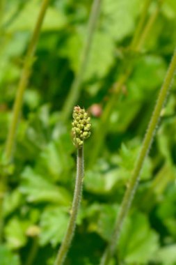 Mercan Çanları Elma Gevreği çiçek tomurcukları - Latince adı - Heuchera Elma Gevreği