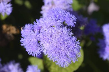 Diş ipi çiçeği - Latince adı - Ageratum houstonianum