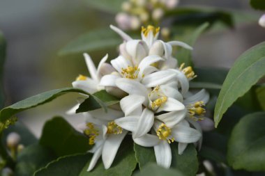 Meyer limon tomurcukları - Latince adı - Citrus meyerii