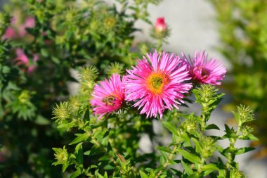 New England aster Andenken an Alma Potschke flowers - Latin name - Symphyotrichum novae-angliae Andenken an Alma Potschke