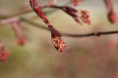 Küçük çiçek tomurcukları olan Japon akçaağaç dalı - Latince adı - Acer palmatum