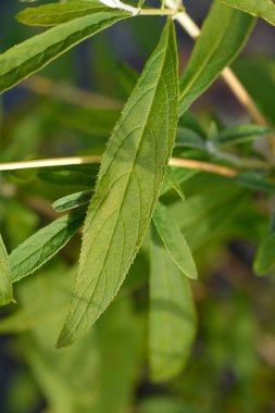 Yaz leylağı yeşil yaprağı - Latince adı - Buddleja davidii 