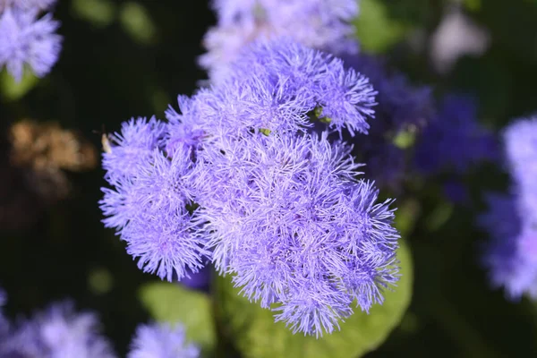 stock image Floss Flower - Latin name - Ageratum houstonianum