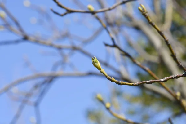 葉の芽を持つヨーロッパのブレードナットの枝 ラテン語名 シュタイプレー ピナータ — ストック写真