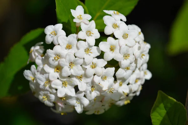 Koreai Fűszer Viburnum Fehér Virágok Latin Név Viburnum Carlesii — Stock Fotó