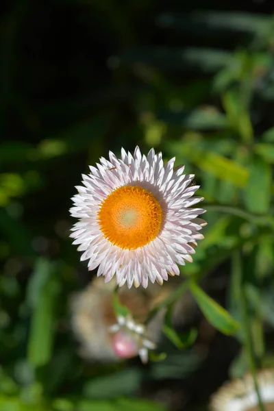 Jasnoróżowy Kwiat Słomy Łacińska Nazwa Xerochrysum Bracteatum — Zdjęcie stockowe