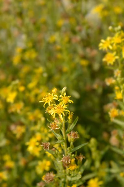Klebrige Astergelbe Blüten Lateinischer Name Dittrichia Viscosa — Stockfoto