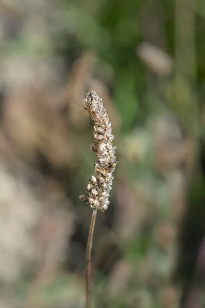 Ribwort Plantain Seed Head Latinský Název Plantago Lanceolata — Stock fotografie